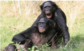 Des Bonobos