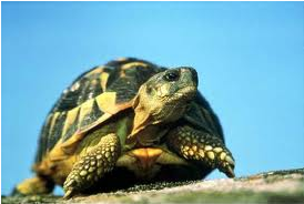 Une tortue Grecque