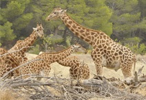 Des girafes