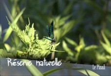 Herbe
