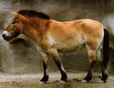Le Cheval De Prjevalski