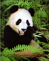 Panda Géant